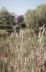 Bullrushes