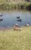 Ducks