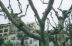 Trees in Cannes